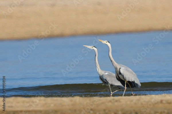 Obraz デュエット・ダンス