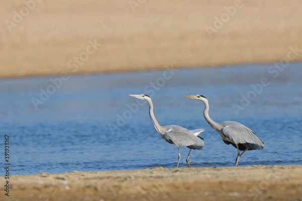 Obraz デュエット・ダンス