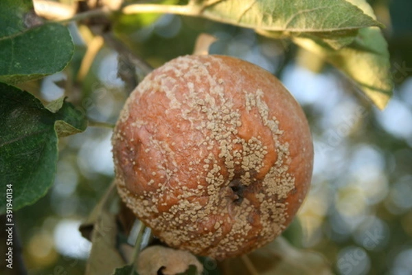 Obraz 
fruit