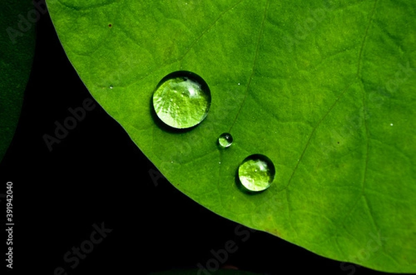Obraz Water drops on lotus leaf