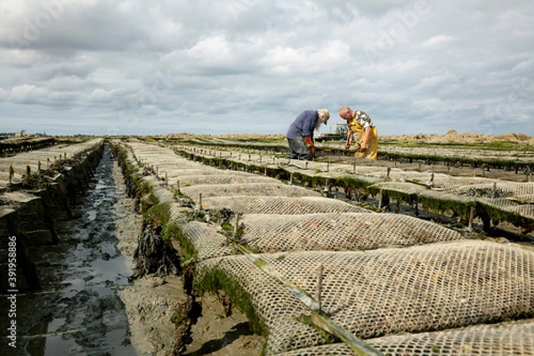 Obraz Oyster bed in Normandy at a cloudy day 