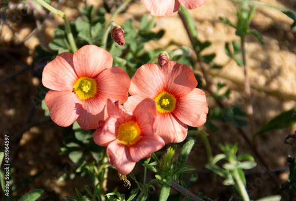 Obraz red and yellow flower