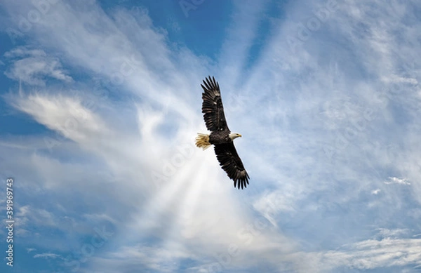 Obraz Majestic Bald Eagle Flying in the Clouds with sunrays