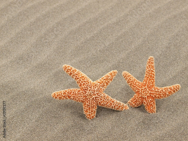 Fototapeta Two Starfish on the Beach with Windswept Sand Ripples