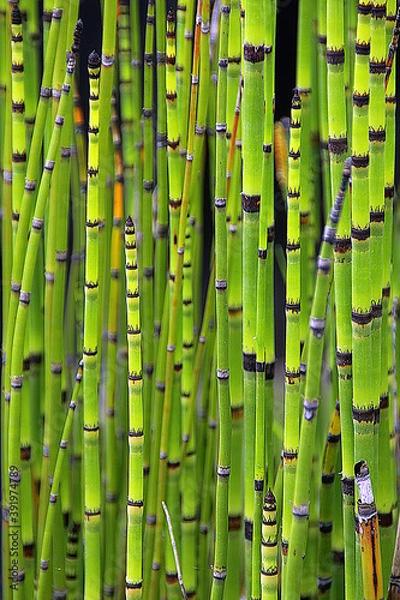 Obraz Prêles des champs