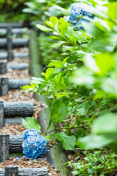 Obraz 日本　静岡県三島市、三島スカイウォークの紫陽花