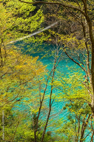 Obraz 日本　静岡県川根本町、寸又峡の夢の吊り橋