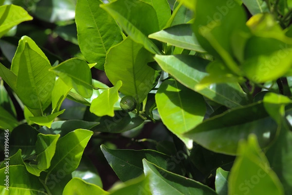 Fototapeta A small orange tree in the garden.