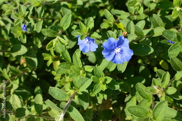 Fototapeta 青の小さな花