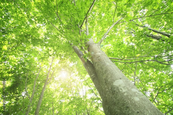 Obraz 新緑のブナ林