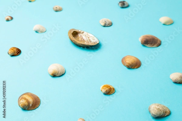 Fototapeta various sea shells on blue background