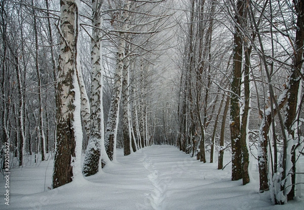 Obraz Trees in the forest in cold winter