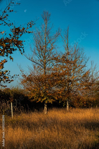 Fototapeta Beech Avenue