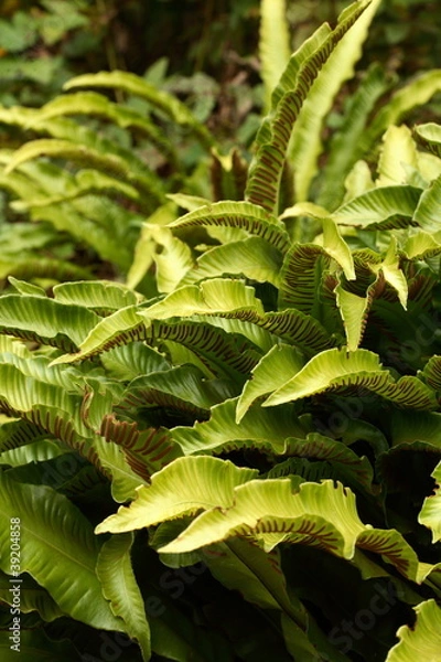 Fototapeta Phyllitis scolopendrium