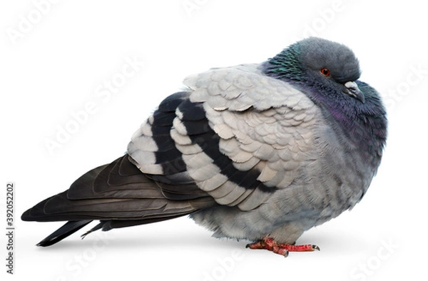 Fototapeta Cold common pigeon