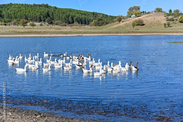 Obraz White gooses on lake in Buldan, Denizli/Turkey