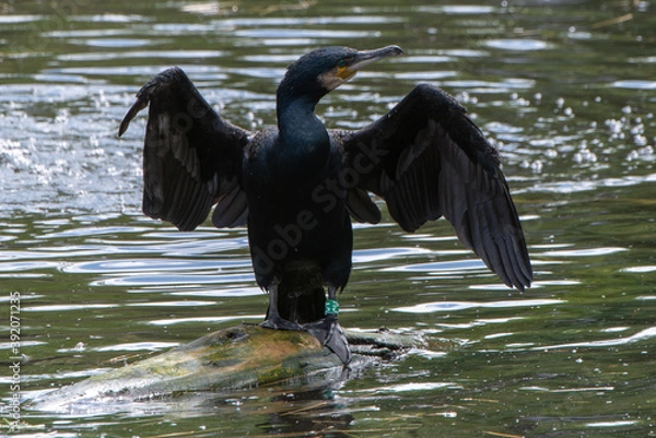 Fototapeta Double-crested Cormorant