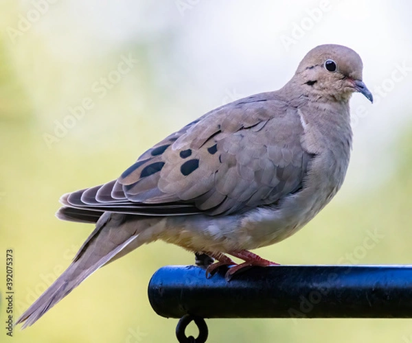 Fototapeta Portrait of a mourning dove perched on a pole