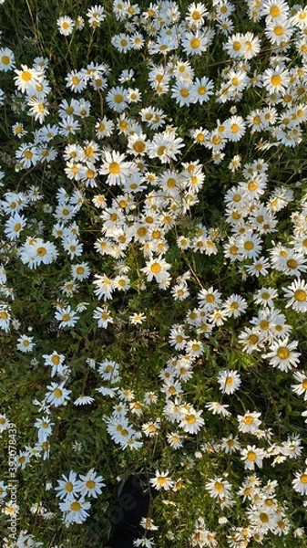 Obraz Daisies