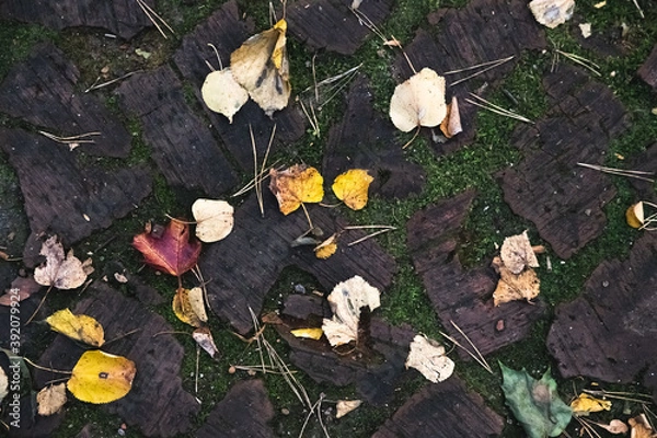 Fototapeta Dry autumn foliage on a cobbled trail with moss