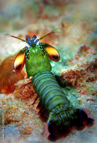 Obraz Peacock mantis shrimp