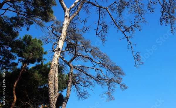 Fototapeta 소나무