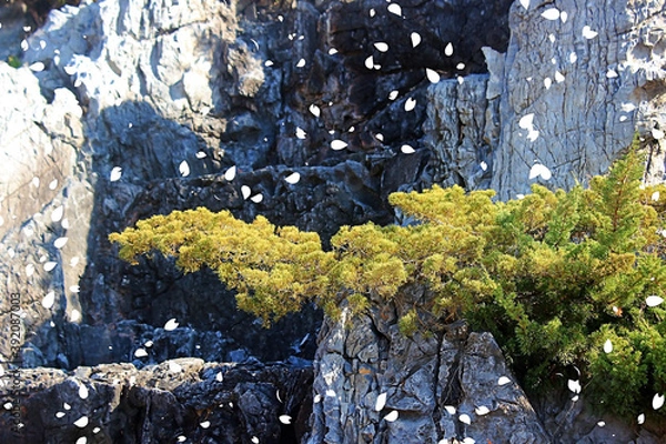 Fototapeta 향나무