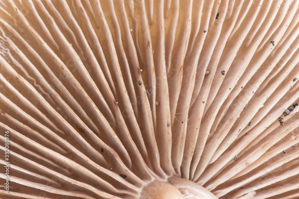 Fototapeta The gills of the mushrooms are a part of the anatomy of these fungi where the spores are housed, an approximation to these beautiful pink-brown pastel structures