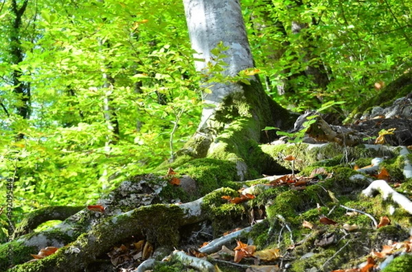 Obraz moss on a tree