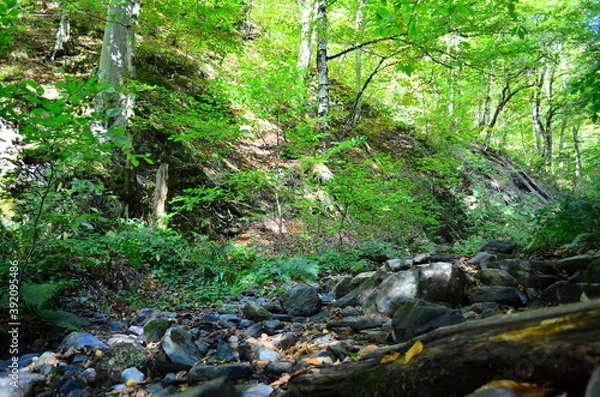 Obraz waterfall in the forest
