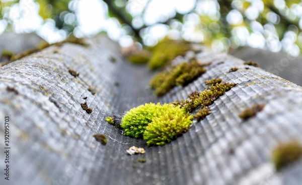 Obraz green moss on an old slate roof