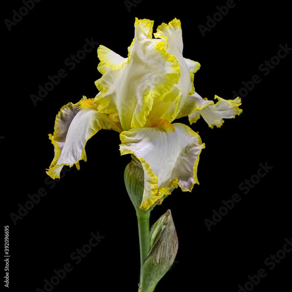 Fototapeta Yellow flower of iris, isolated on black background