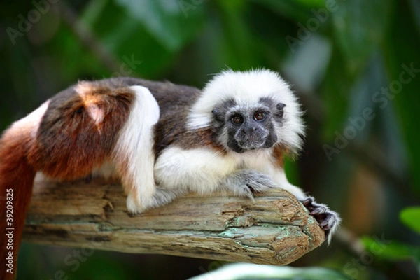 Fototapeta cotton top monkey