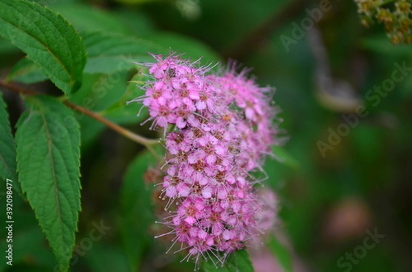 Obraz bee on thistle