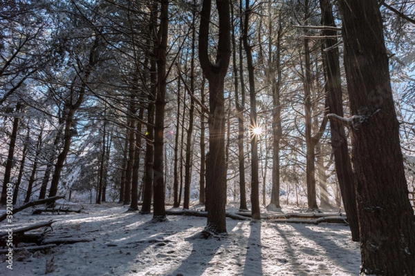 Obraz Winter Wonderland