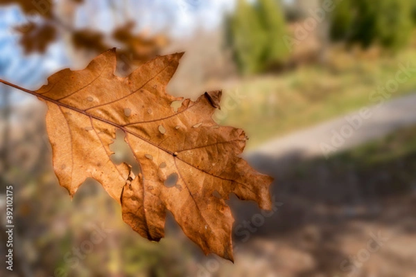 Obraz Dry oak leaf