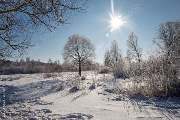 Obraz winter landscape with trees