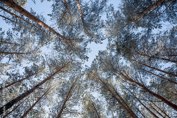 Obraz trees in the sky