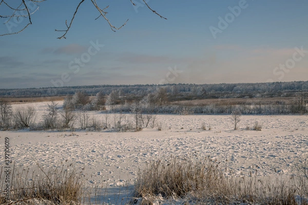 Obraz trees in the snow