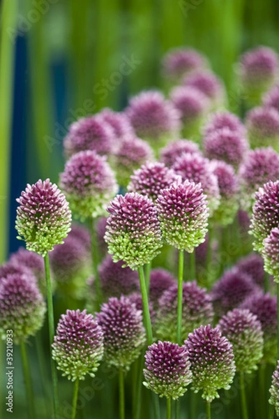 Obraz allium sphaerocephalon