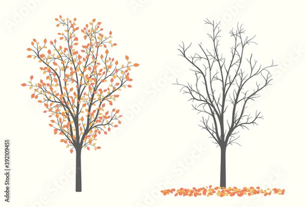 Obraz Drawing of autumn trees in two versions with leaves and without leaves