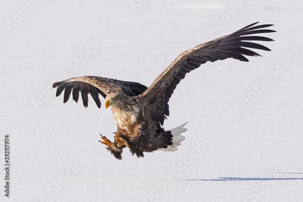 Fototapeta オジロワシ