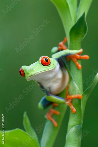 Obraz Curious Red-eyed Tree Frog in Rainforest