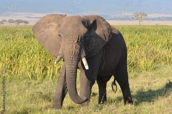 Obraz byk słoń afrykański