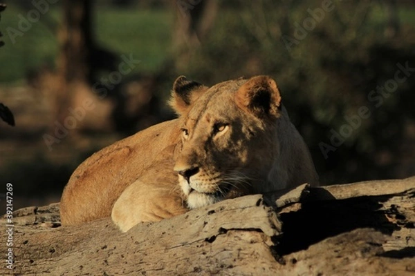 Obraz african lion cub