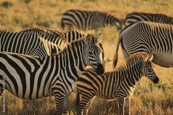 Obraz zebra in the wild