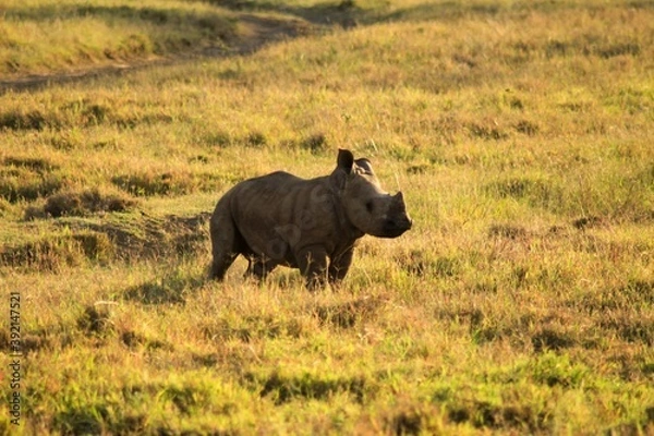 Fototapeta rhino in the field