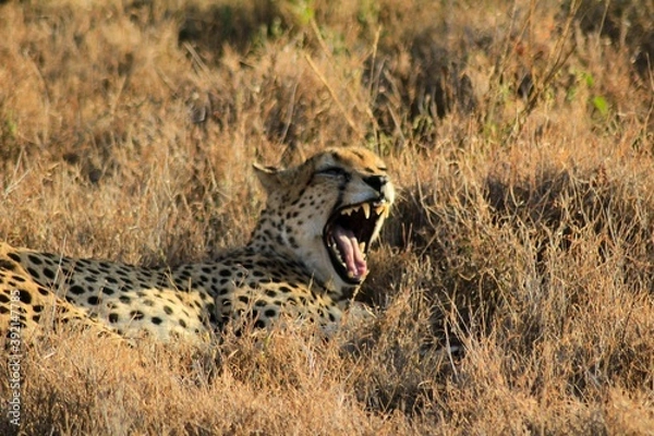 Obraz cheetah and cub