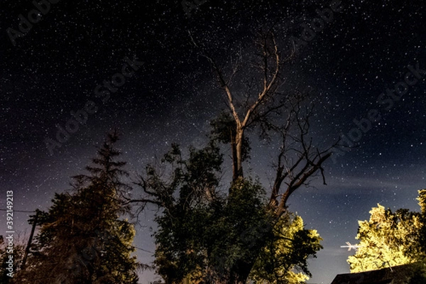 Obraz night sky and tree