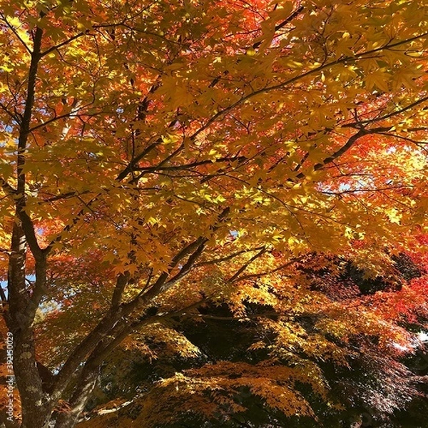 Obraz 長野県富士見町の美しい紅葉の風景